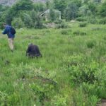 PULUMUR-BITKI-VE-ANIT-AGAC-ARASTIRMA-CALISMALARI-15