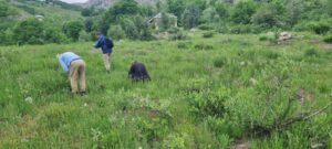 PULUMUR-BITKI-VE-ANIT-AGAC-ARASTIRMA-CALISMALARI-15