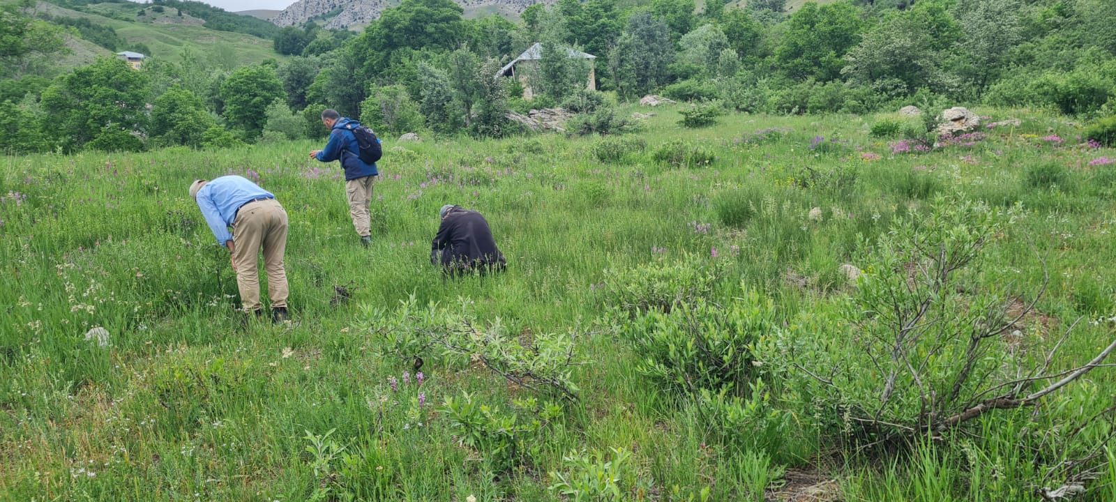 PULUMUR-BITKI-VE-ANIT-AGAC-ARASTIRMA-CALISMALARI-15