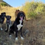 KÖPEKLER _20200928_081755 (4)