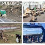 PÜLÜMÜR VE GEBZE- KÖPEK KATLİAMI-