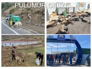 PÜLÜMÜR VE GEBZE- KÖPEK KATLİAMI-