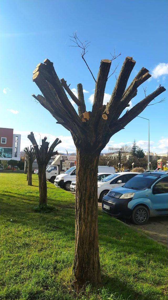 DERİNCE YENİKENT VENÜS KARŞISI PARK-AĞAÇ KIYIMI-20241209_110107