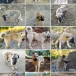 KÖPEKLER-
