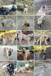 KÖPEKLER-