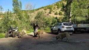 HAYDAR GÜL- KÖPEKLERİ_20250524_073214