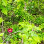 OĞULLAR YAYLA-PÜLÜMÜR VADİSİ-_20250518_090716