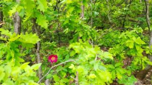 OĞULLAR YAYLA-PÜLÜMÜR VADİSİ-_20250518_090716