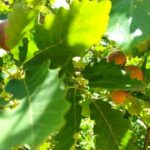 MEŞE MAZISI-KANKOL-GALL-HINZORİ ORMANI-20240616_114038