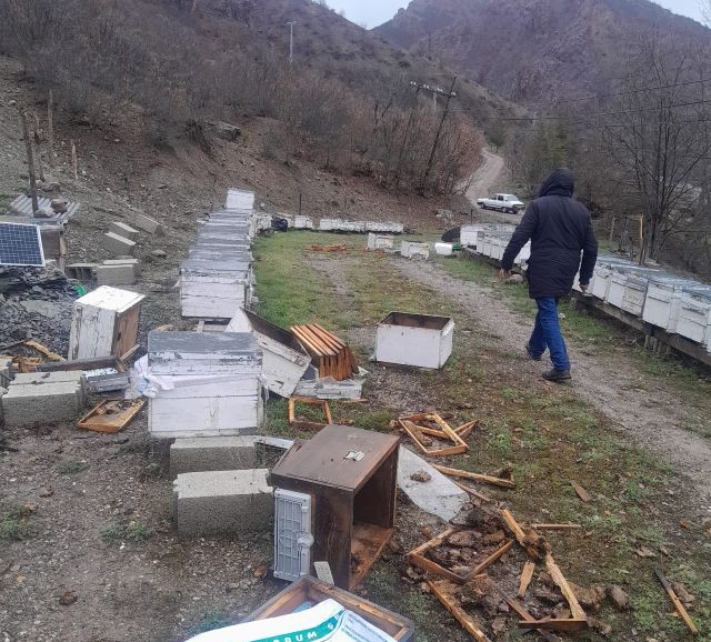 ALİ KAMER DEMİRBİLEK-ARI KOVANLARINA AYI SALDIRISI